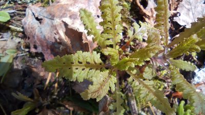 Pedicularis labradorica, photographed by Tatiana Strus