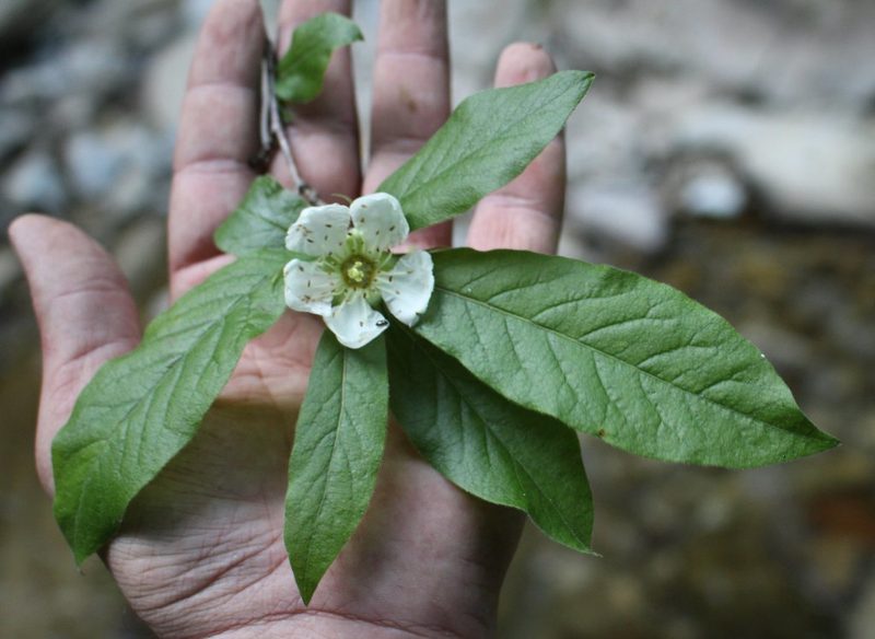 Crataegus germanica, photographed by Юрий Данилевский (Yuriy Danilevsky)