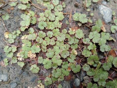 Hydrocotyle moschata