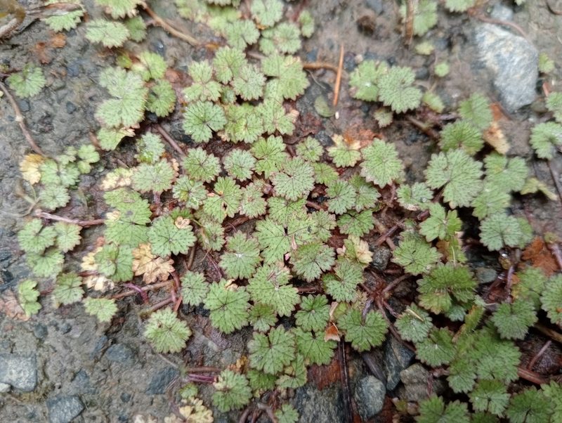 Hydrocotyle moschata, photographed by John Barkla