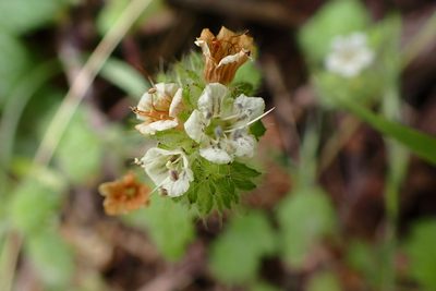 Phacelia malvifolia, photographed by Cricket Raspet