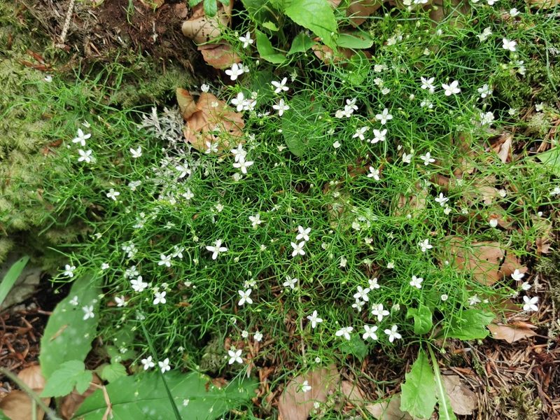 Moehringia muscosa, photographed by Céline