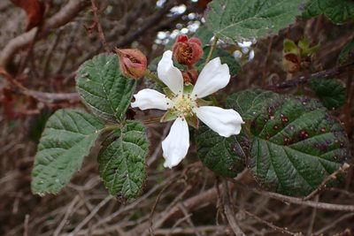 Rubus ursinus, photographed by Cricket Raspet