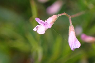 Vicia tetrasperma, photographed by Cricket Raspet