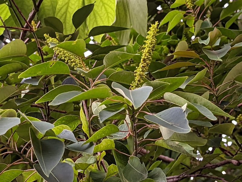 Triadica cochinchinensis, photographed by jackywu