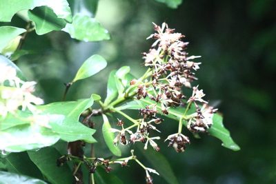 Ardisia sieboldii