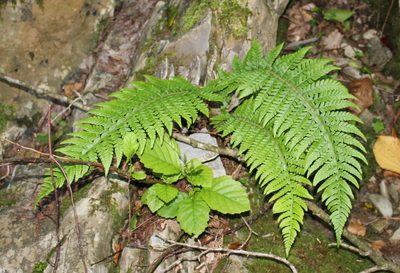Polystichum aculeatum, photographed by Юрий Данилевский (Yuriy Danilevsky)