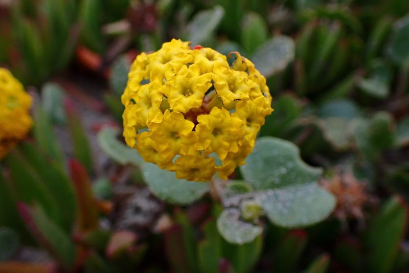 Abronia latifolia, photographed by Cricket Raspet