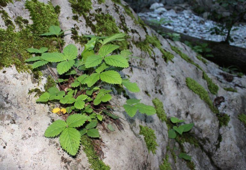 Potentilla micrantha, photographed by Юрий Данилевский (Yuriy Danilevsky)