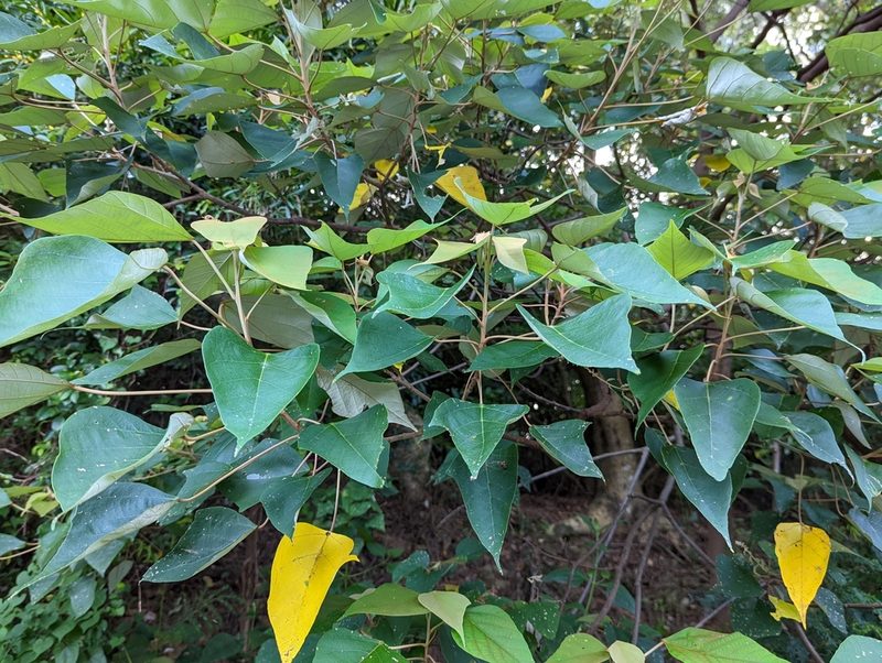 Mallotus paniculatus, photographed by jackywu