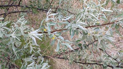 Elaeagnus angustifolia, photographed by Svyatoslav Knyazev