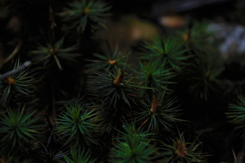 Dawsonia polytrichoides, photographed by Hugo Innes