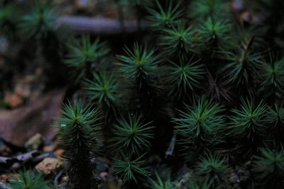Dawsonia polytrichoides, photographed by Hugo Innes