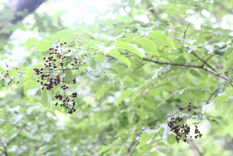 Lagerstroemia subcostata, photographed by 胡正恆(Jackson Hu)