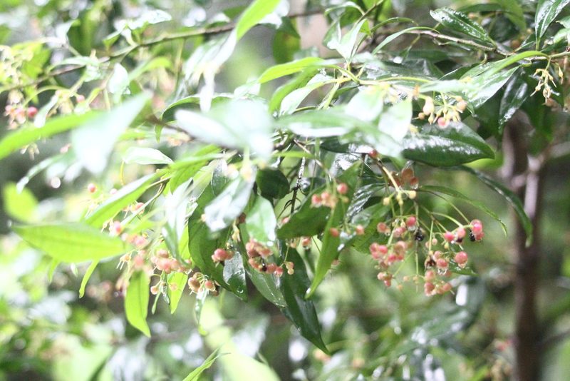 Ardisia quinquegona, photographed by 胡正恆(Jackson Hu)