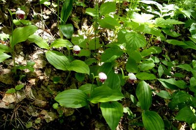 Cypripedium guttatum, photographed by Оксана Серикова