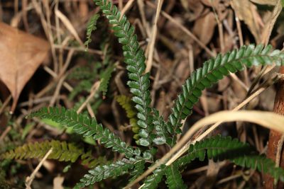 Adiantum hispidulum, photographed by Greg Tasney