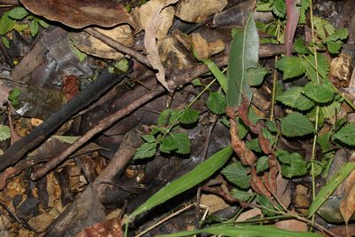 Lantana montevidensis, photographed by Greg Tasney