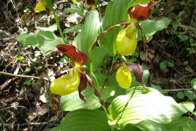 Cypripedium calceolus, photographed by Оксана Серикова
