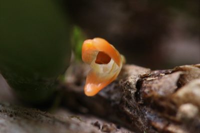 Bulbophyllum schillerianum, photographed by Hugo Innes