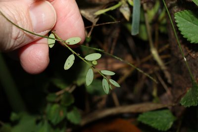 Phyllanthus virgatus, photographed by Greg Tasney