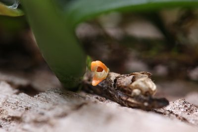 Bulbophyllum schillerianum, photographed by Hugo Innes