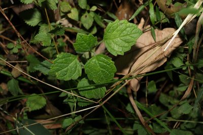 Coleus australis, photographed by Greg Tasney
