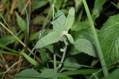 Cyanthillium cinereum, photographed by Greg Tasney