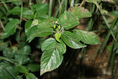 Lantana camara, photographed by Greg Tasney