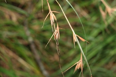 Themeda triandra, photographed by Greg Tasney