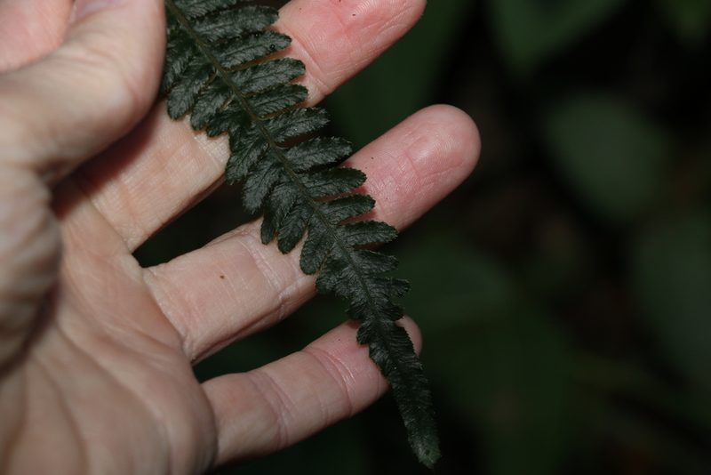 Doodia caudata, photographed by Greg Tasney