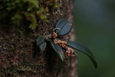 Bulbophyllum schillerianum, photographed by Hugo Innes