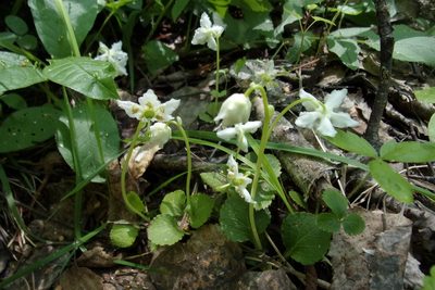 Moneses uniflora, photographed by Оксана Серикова