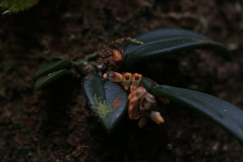 Bulbophyllum schillerianum, photographed by Hugo Innes