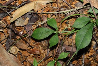 Clematicissus opaca, photographed by Greg Tasney