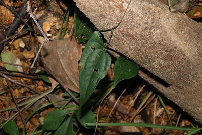 Dioscorea transversa, photographed by Greg Tasney
