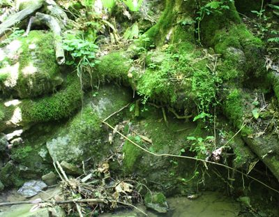 Asarum caucasicum, photographed by Юрий Данилевский (Yuriy Danilevsky)
