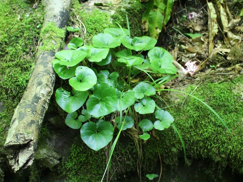 Asarum caucasicum, photographed by Юрий Данилевский (Yuriy Danilevsky)
