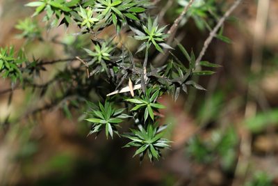 Styphelia sieberi, photographed by Greg Tasney