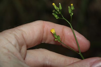 Youngia japonica