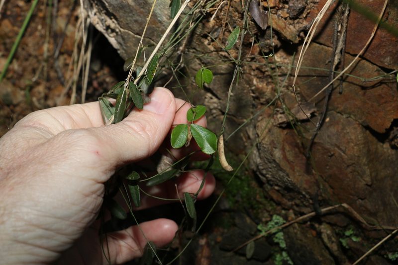 Glycine cyrtoloba, photographed by Greg Tasney