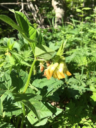 Vicia oroboides, photographed by Mirko Ubović