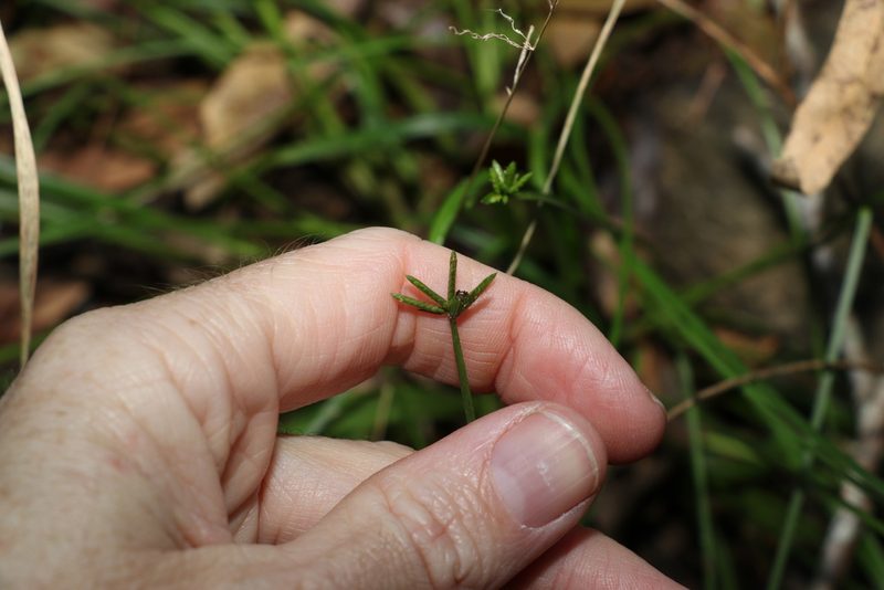 Cyperus laevis, photographed by Greg Tasney