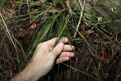 Cyperus laevis, photographed by Greg Tasney