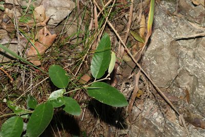 Alphitonia excelsa, photographed by Greg Tasney