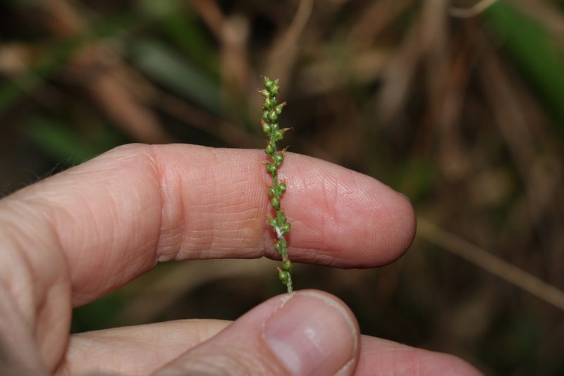 Plantago debilis, photographed by Greg Tasney