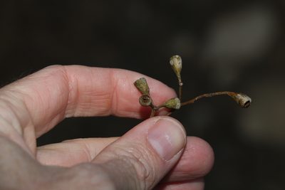 Eucalyptus microcorys, photographed by Greg Tasney