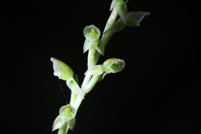 Goodyera umbrosa, photographed by Hugo Innes