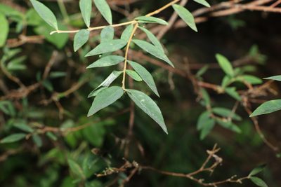 Wikstroemia indica, photographed by Greg Tasney