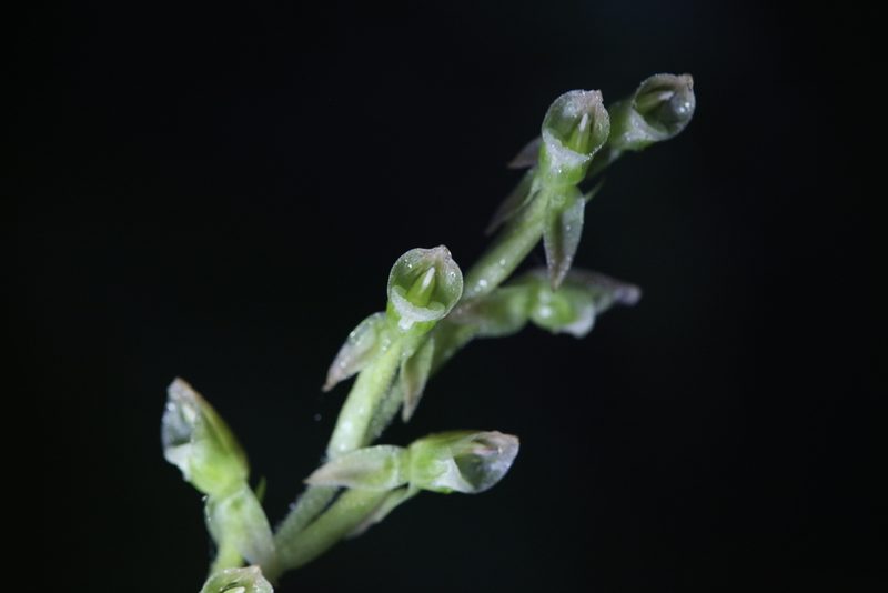 Goodyera umbrosa, photographed by Hugo Innes
